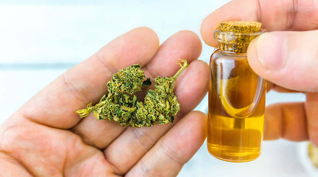 Hemp buds and CBD oil tincture. Does CBD Oil Get You High?