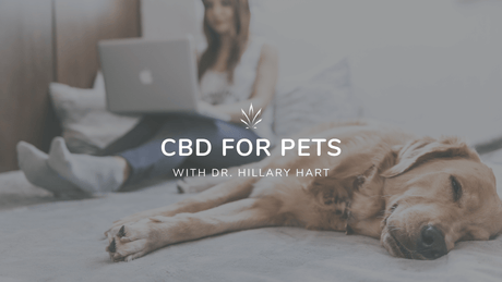 CBD for Pets